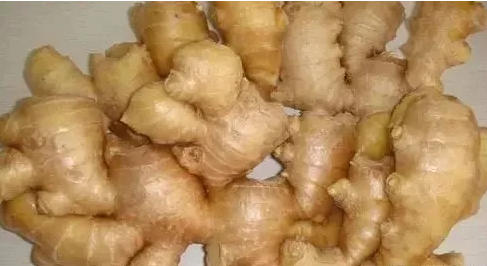 开云体育相关app器設備廠家科普生薑，祛除寒濕，對膝蓋好！